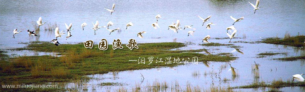 汨罗江湿地公园水鸟